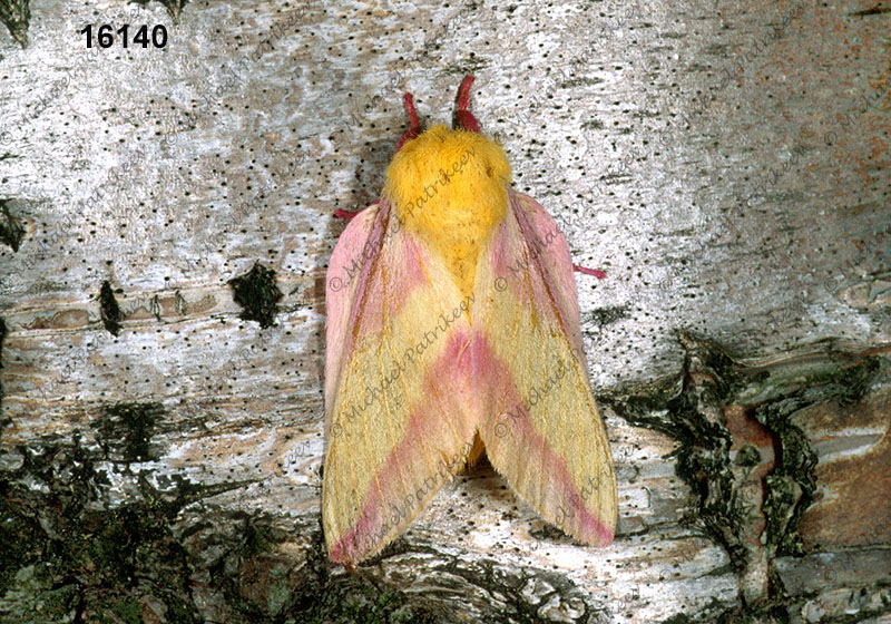 Rosy Maple Moth (Dryocampa rubicunda)